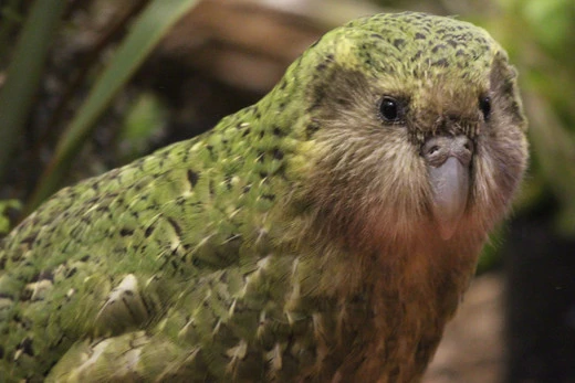 Every single kakapo's genome to be sequenced