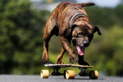Taranaki's surfing, skating dog Cruz needs your help