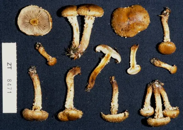 Pholiota squarrosoides (Peck) Sacc.