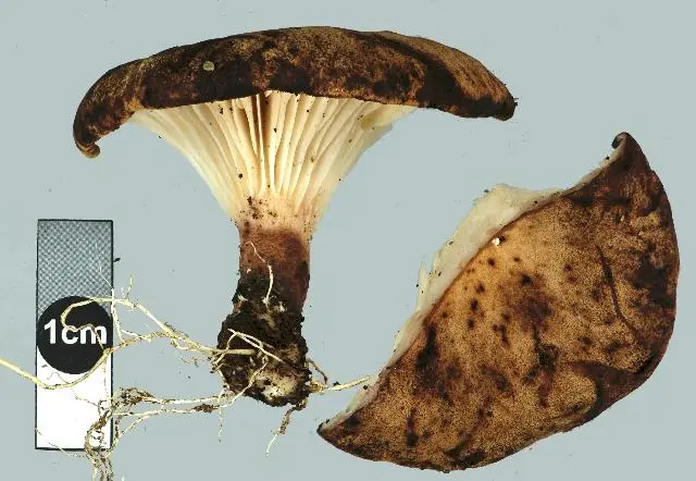 Panus purpuratus G. Stev.