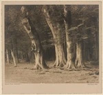 Beech Trees, Wakatipu