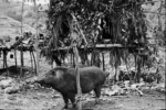 Slaughtering pigs - tethered pig.