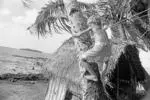 Matthew Hooper climbing a coconut tree.