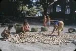 Drying coconuts