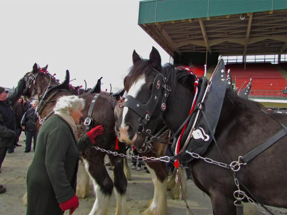 Clydesdale Horse Society of New Zealand