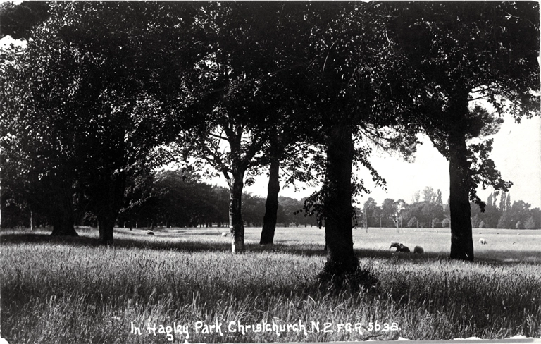 Sheep grazing in Hagley Park, Christchurch