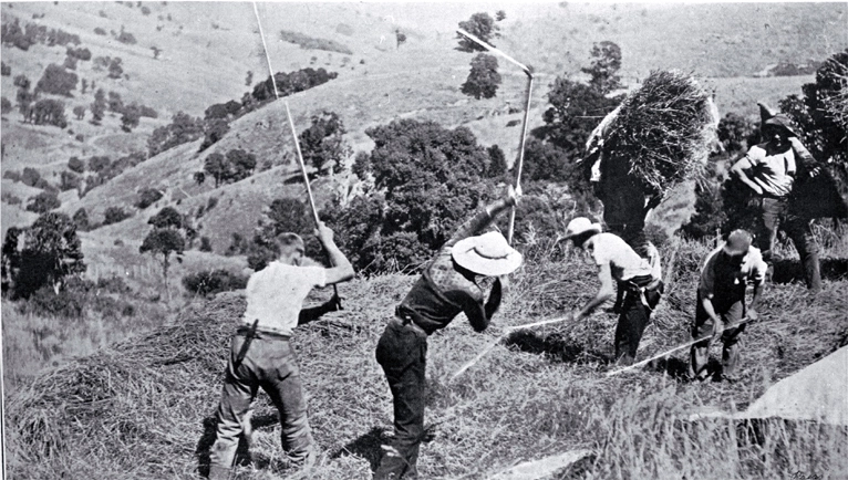 The close of the cocksfoot harvest on Banks Peninsula