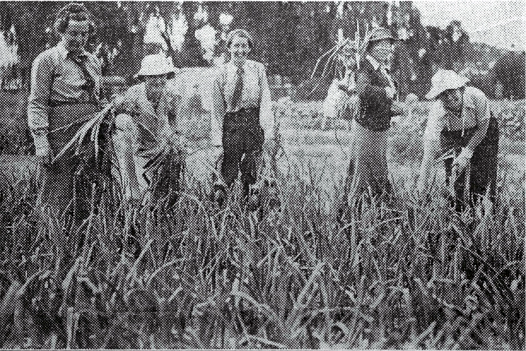 Women's Land Army plots, Abberley Park, St Albans