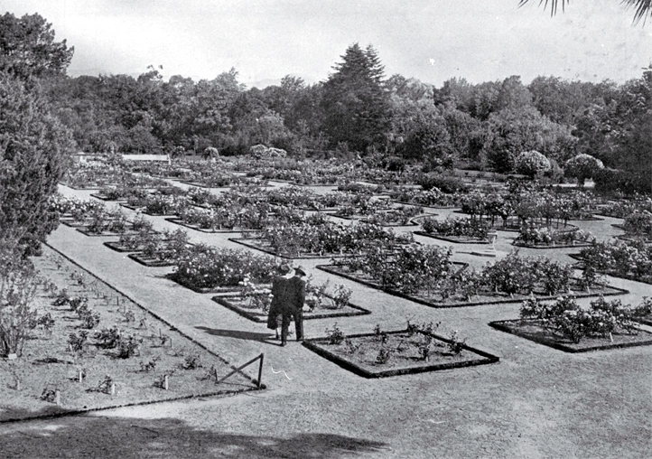 The rose garden, Botanic Gardens, Christchurch (formerly the Christchurch Domain)