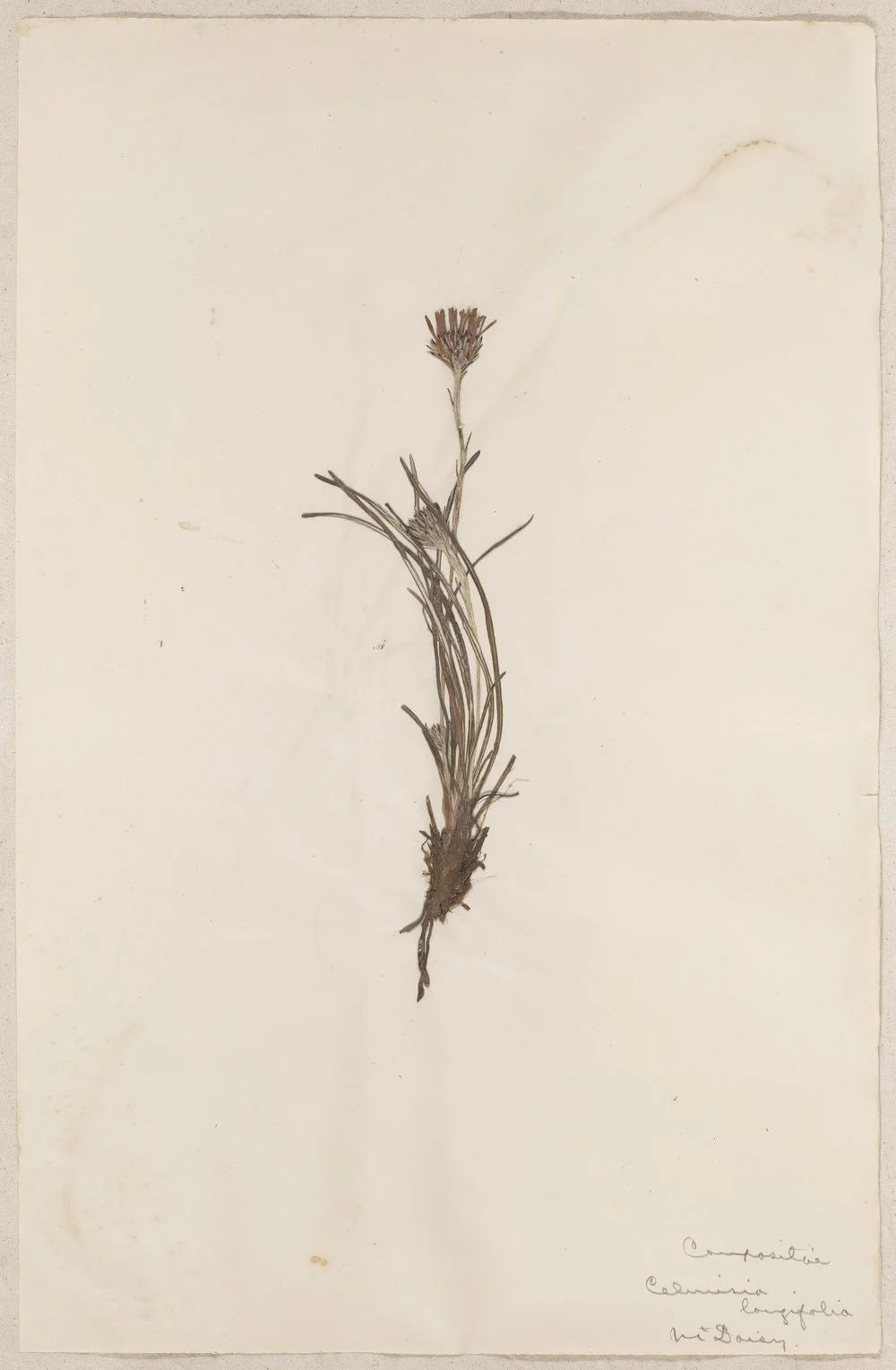 Lincoln School of Agriculture Botanical Specimen 1