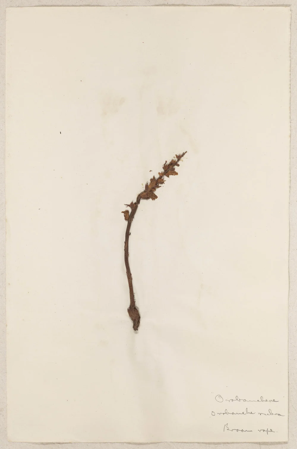 Lincoln School of Agriculture Botanical Specimen 11