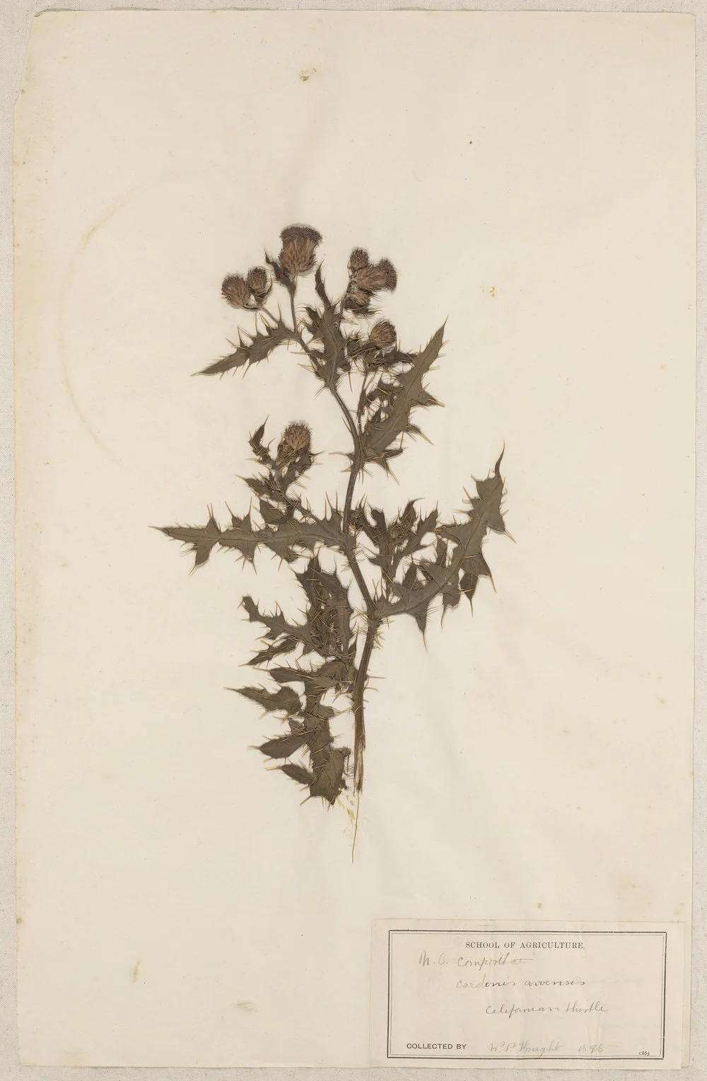 Lincoln School of Agriculture Botanical Specimen 15