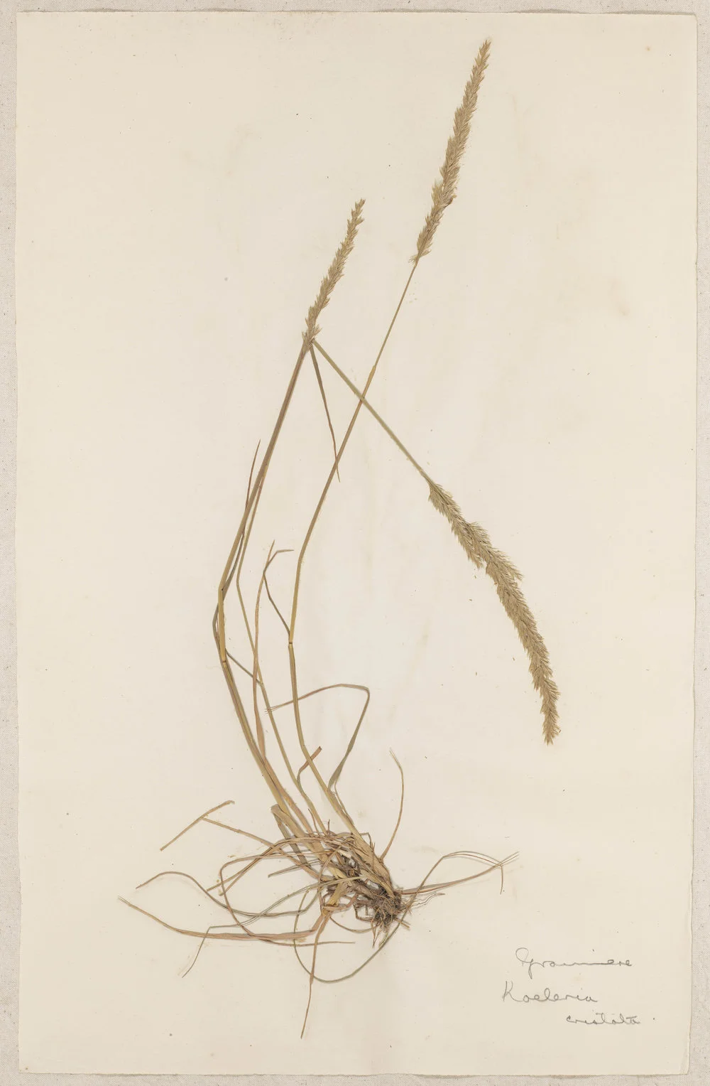 Lincoln School of Agriculture Botanical Specimen 17