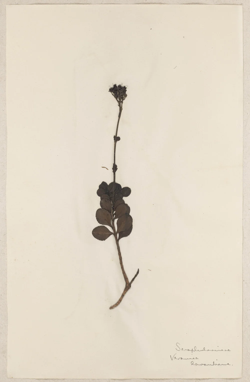 Lincoln School of Agriculture Botanical Specimen 22