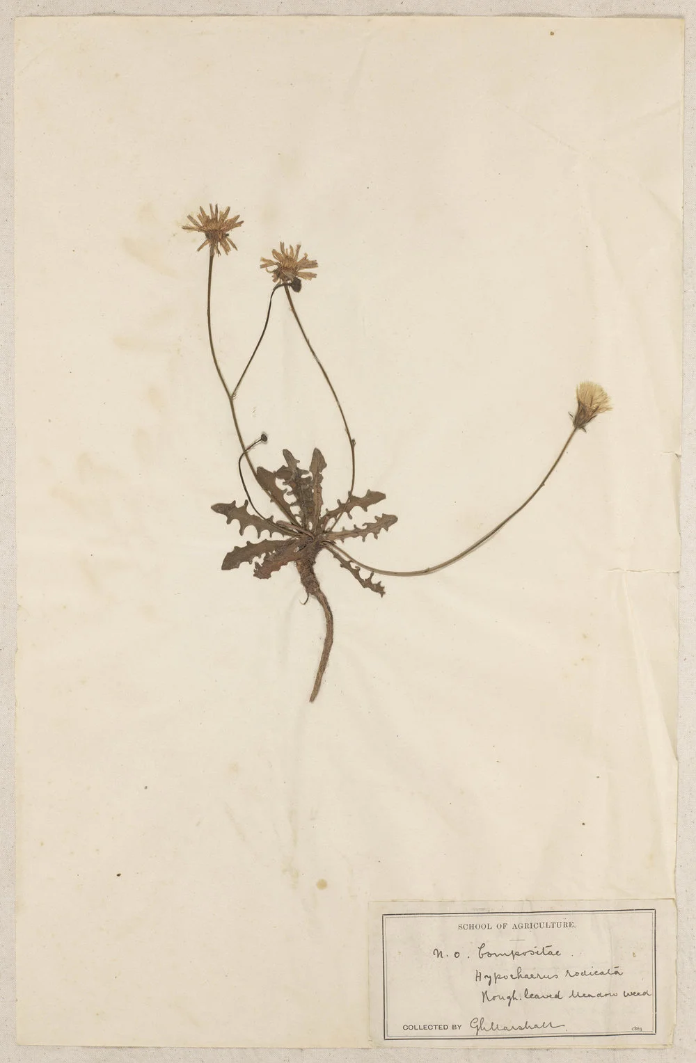 Lincoln School of Agriculture Botanical Specimen 25