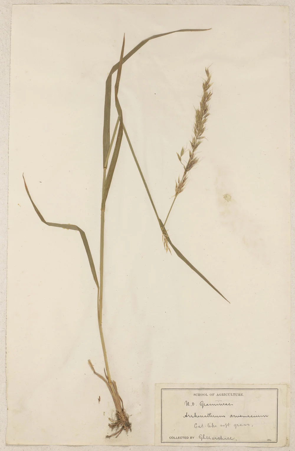 Lincoln School of Agriculture Botanical Specimen 45