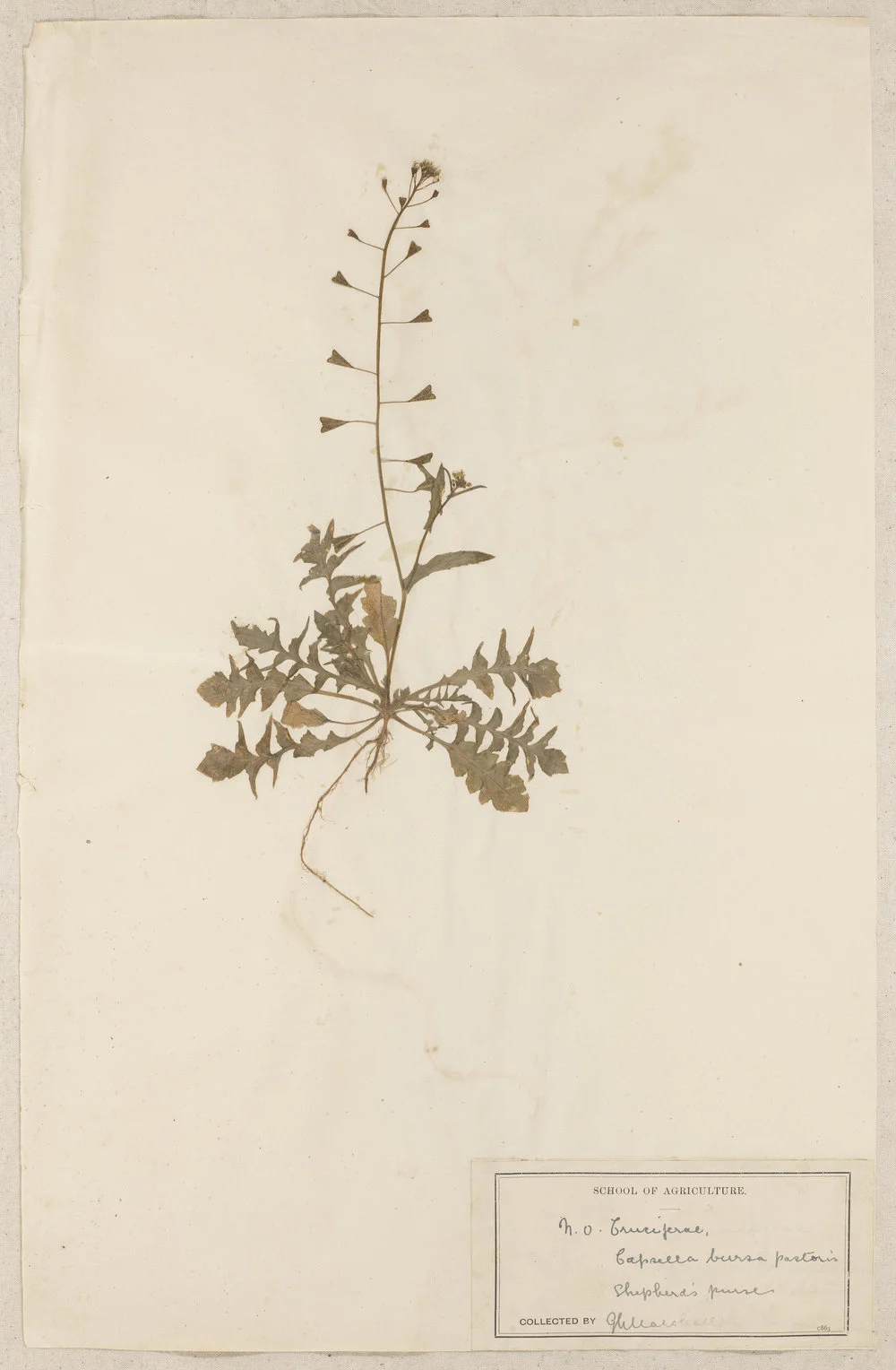 Lincoln School of Agriculture Botanical Specimen 82