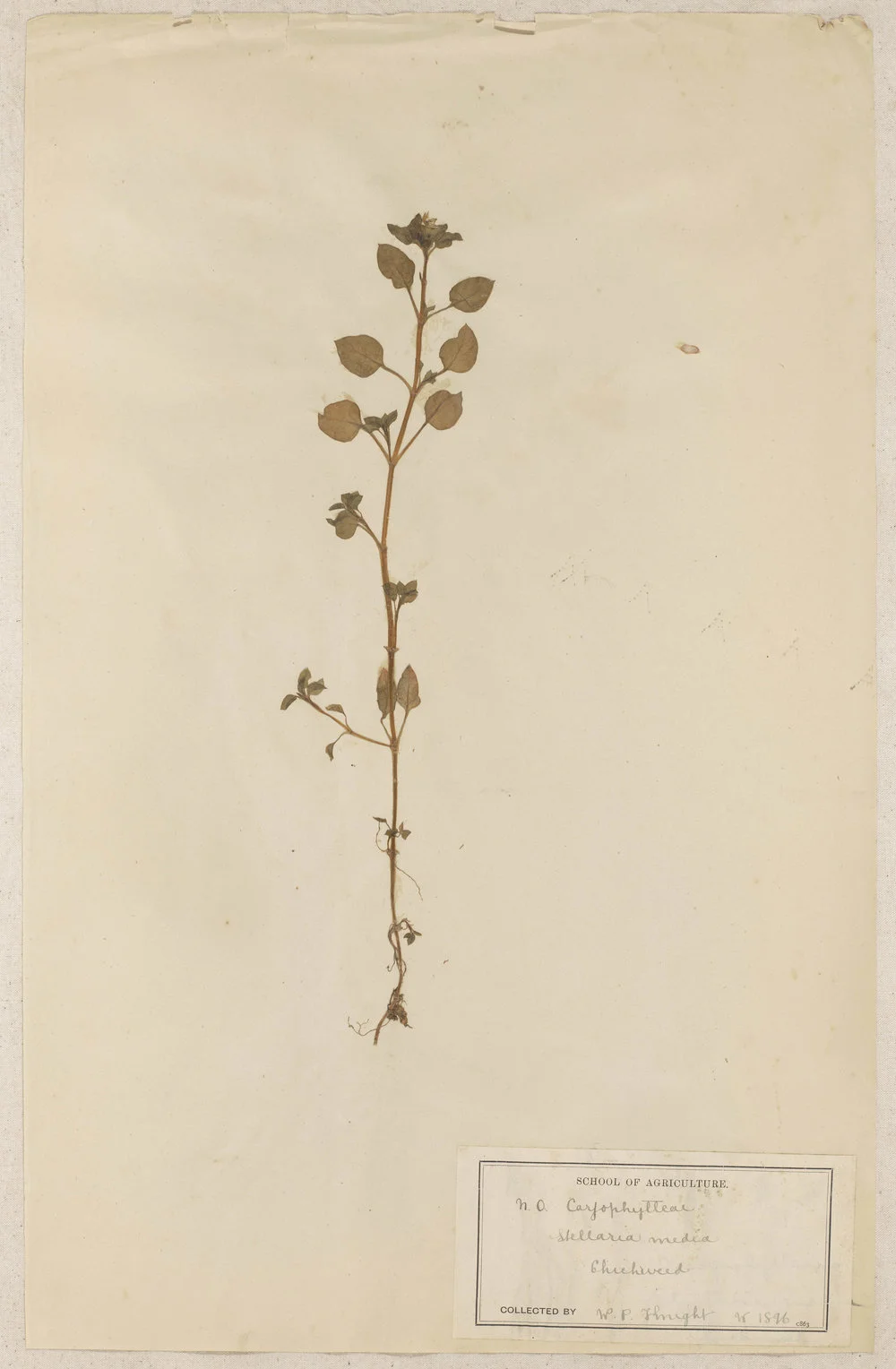 Lincoln School of Agriculture Botanical Specimen 86