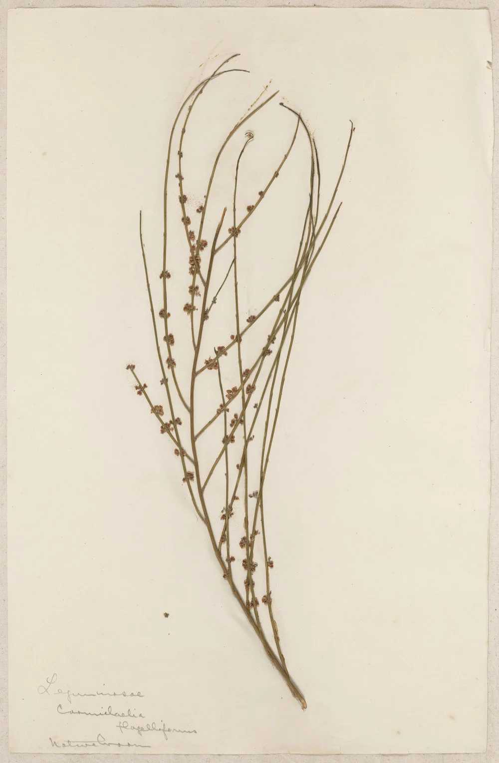 Lincoln School of Agriculture Botanical Specimen 117