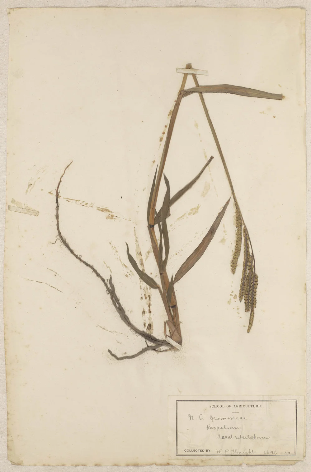 Lincoln School of Agriculture Botanical Specimen 123