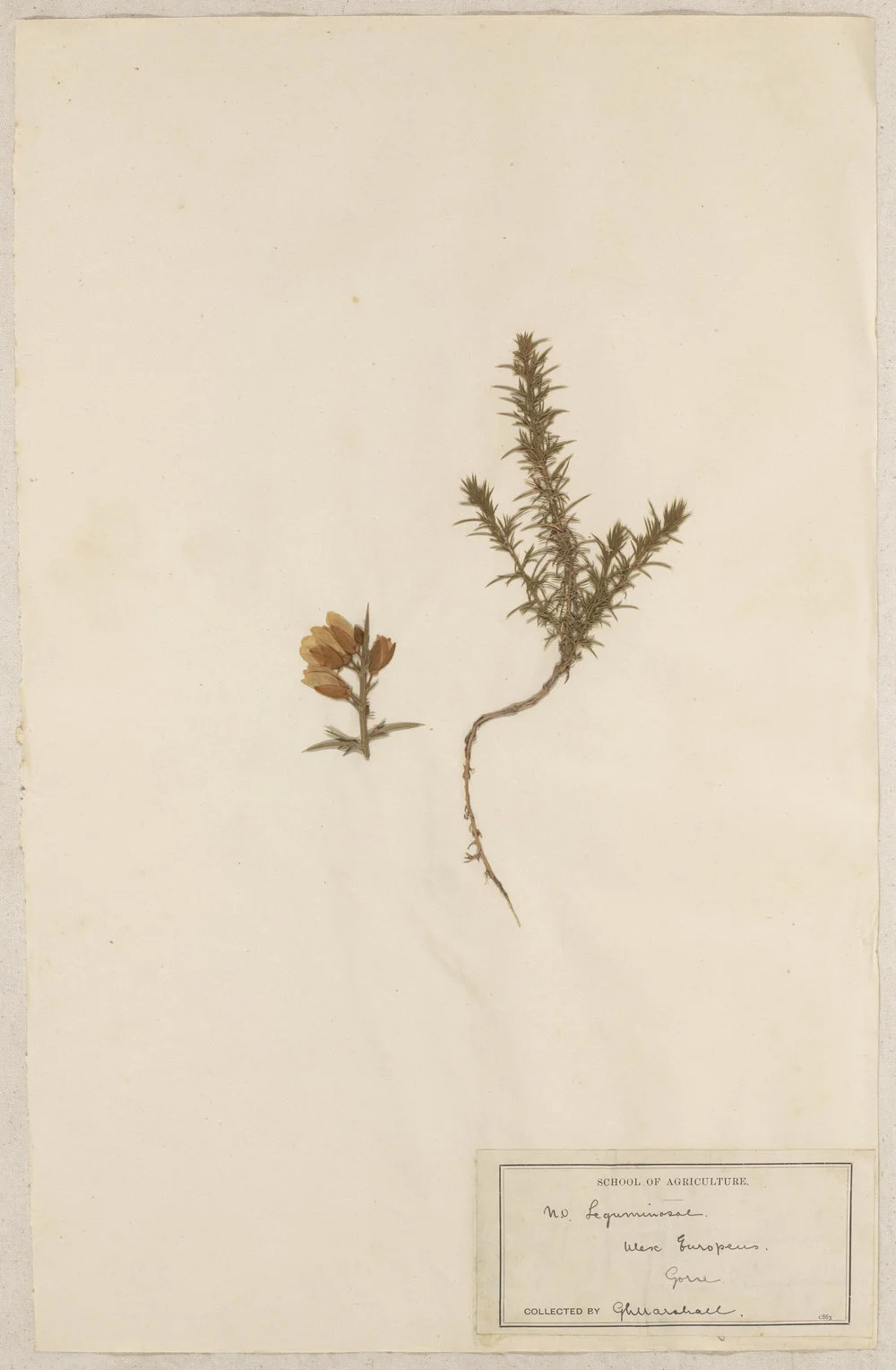 Lincoln School of Agriculture Botanical Specimen 127