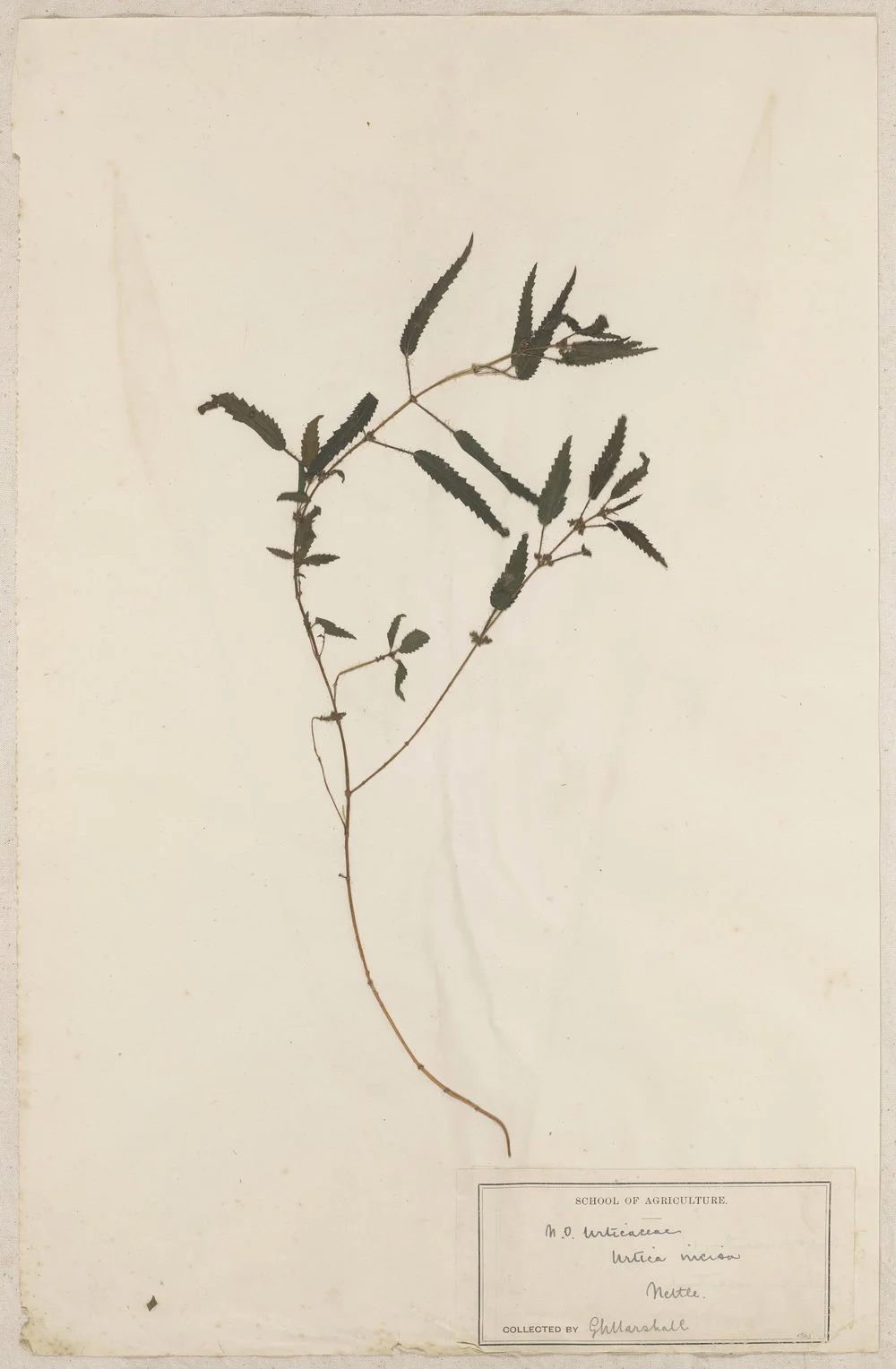 Lincoln School of Agriculture Botanical Specimen 141