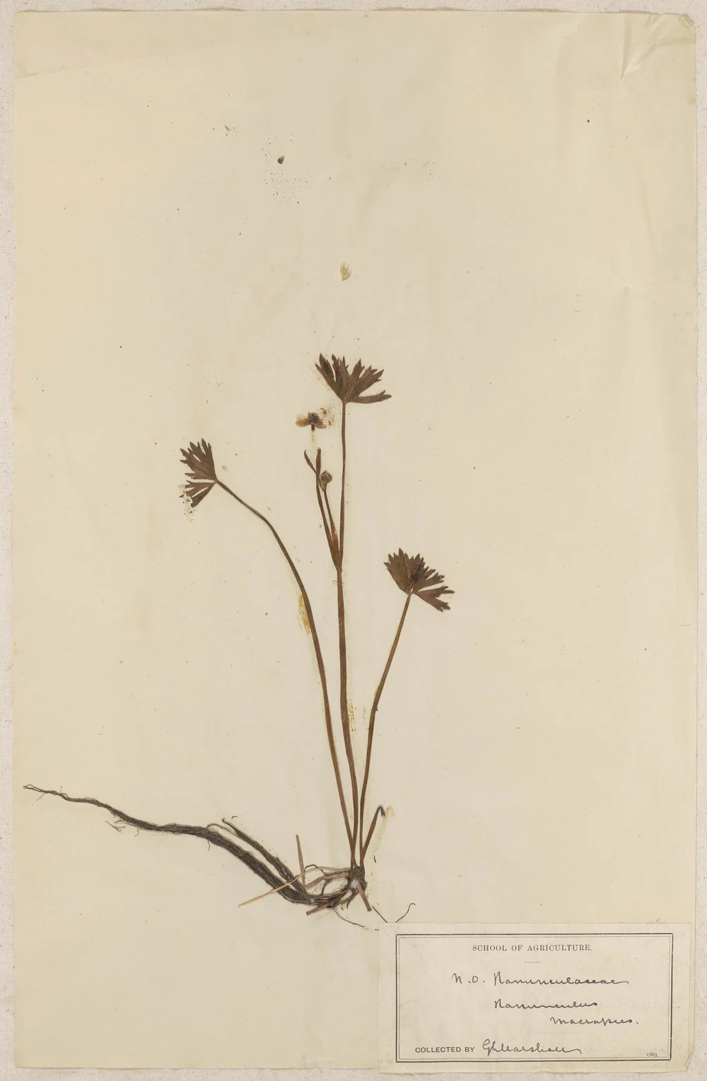 Lincoln School of Agriculture Botanical Specimen 151