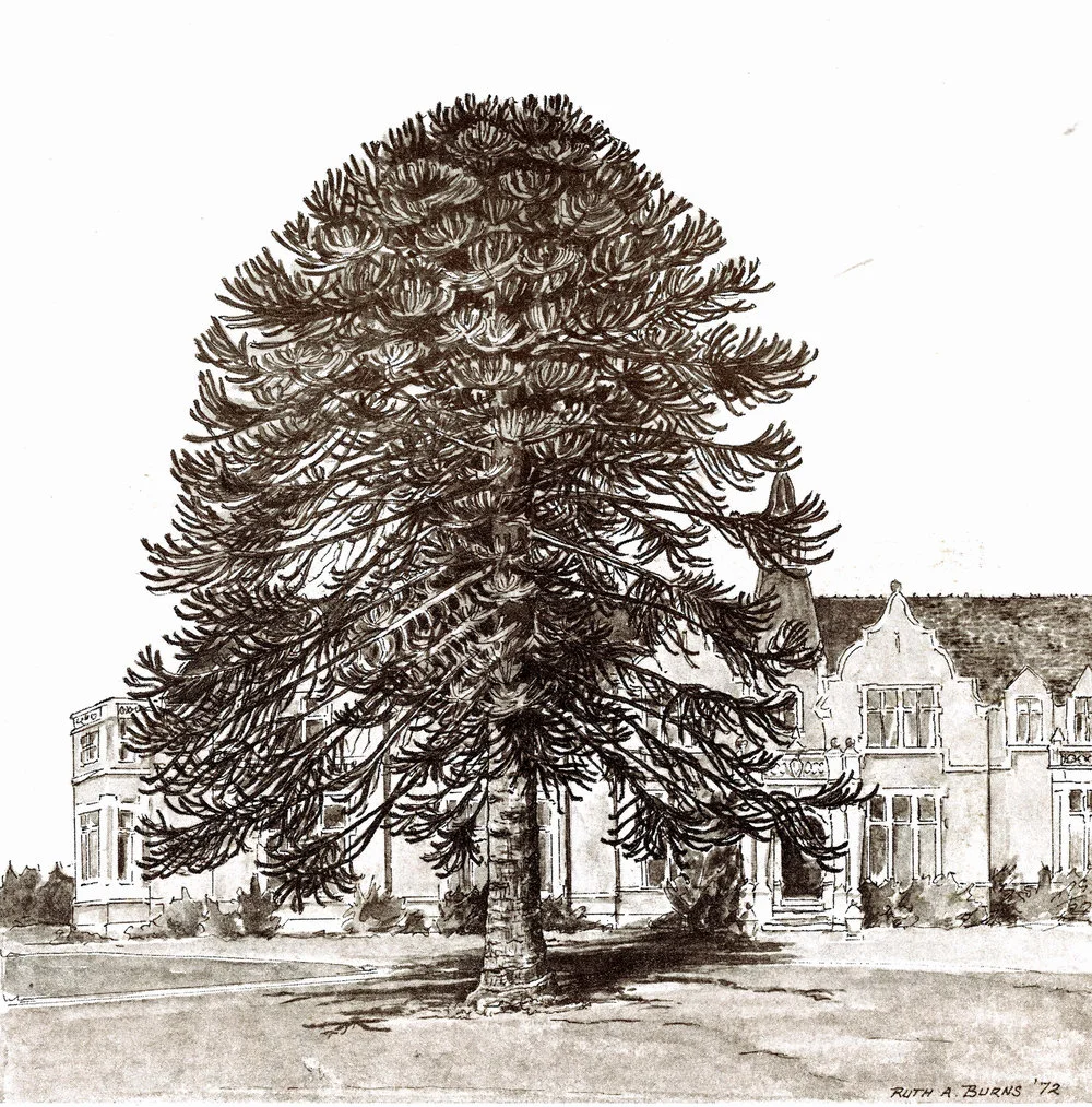The Monkey Puzzle