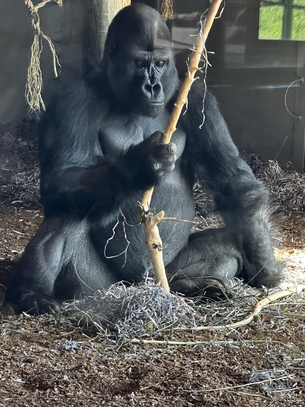 Silverback Gorilla taken at Orana Park