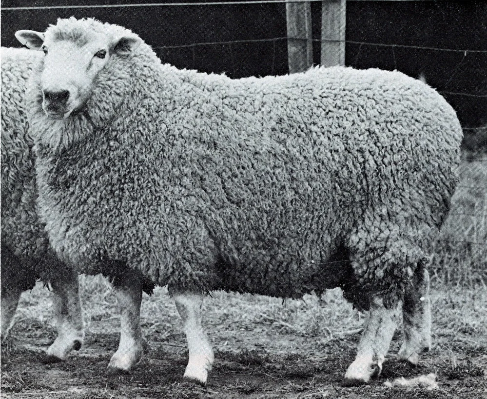 College bred Coopworth ram