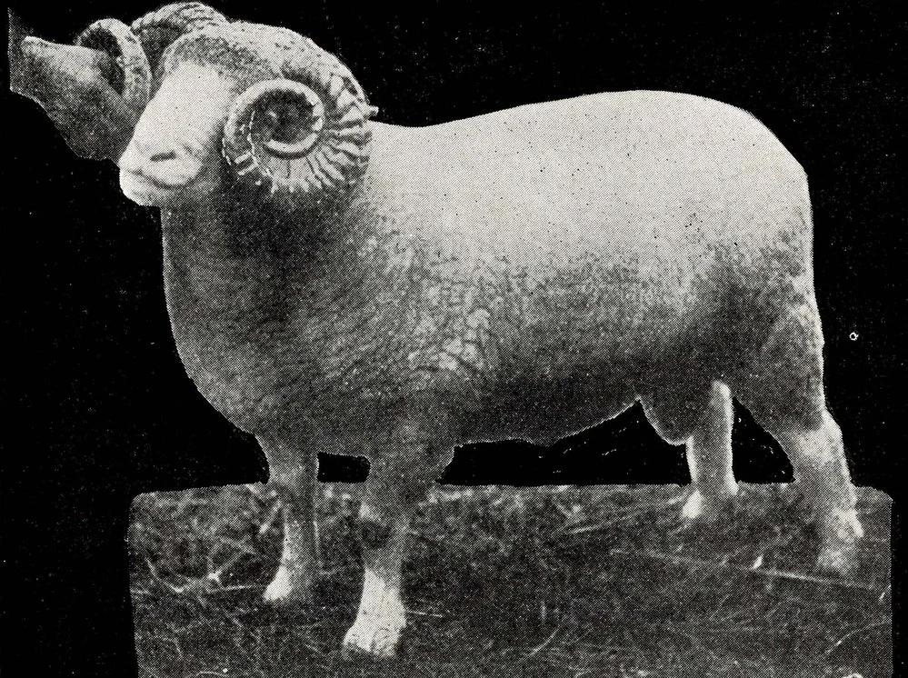 1912 Dorset Horn Sheep