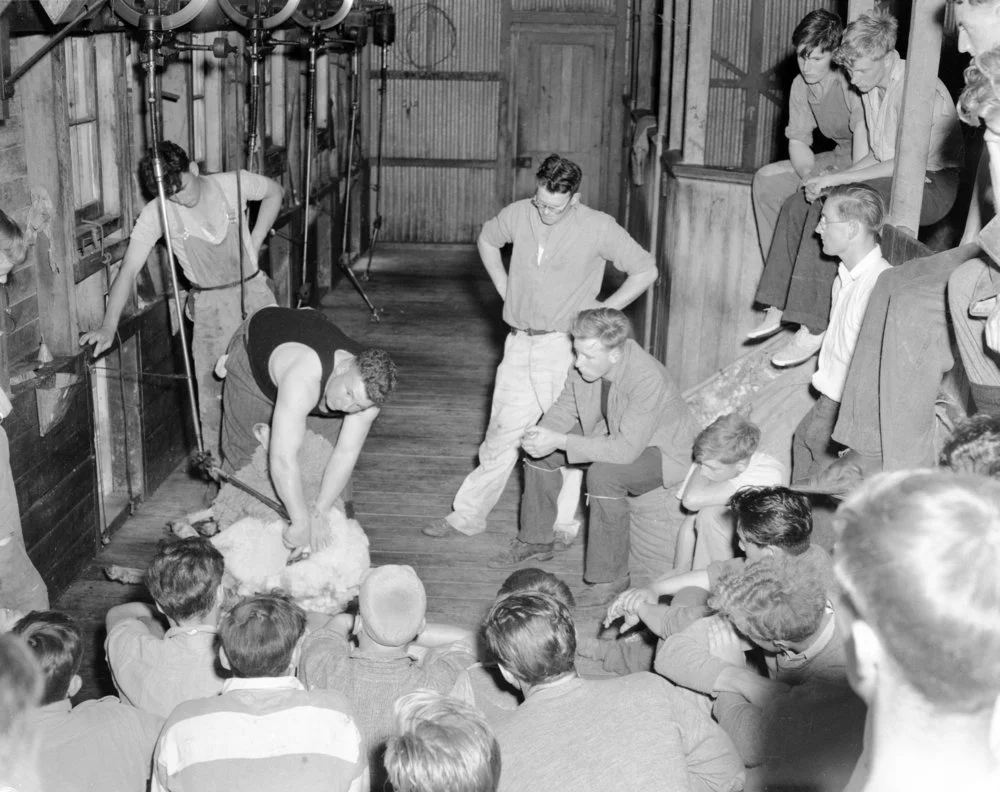Shearing demonstration at Lincoln College