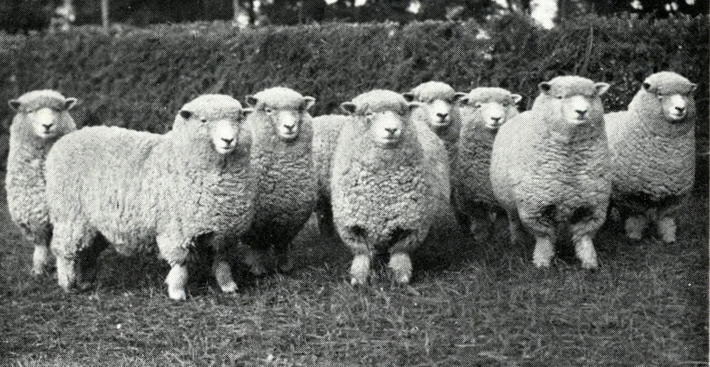 1948 College one-shear Romney ewes exported to the Argentine