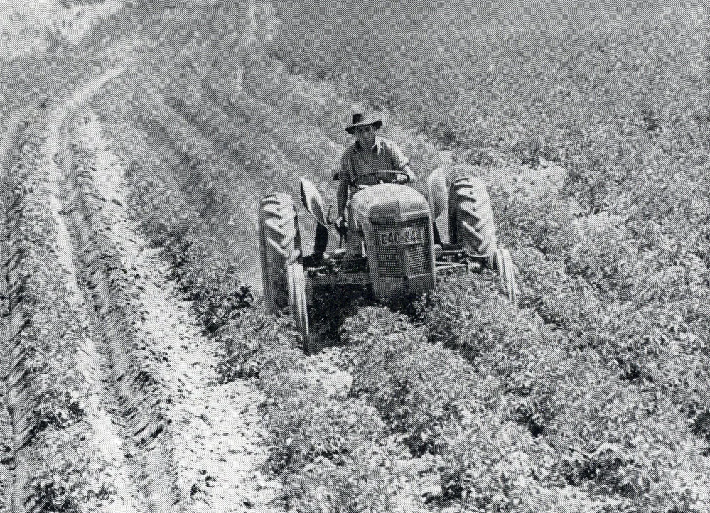 1951 Diploma student moulding potatoes