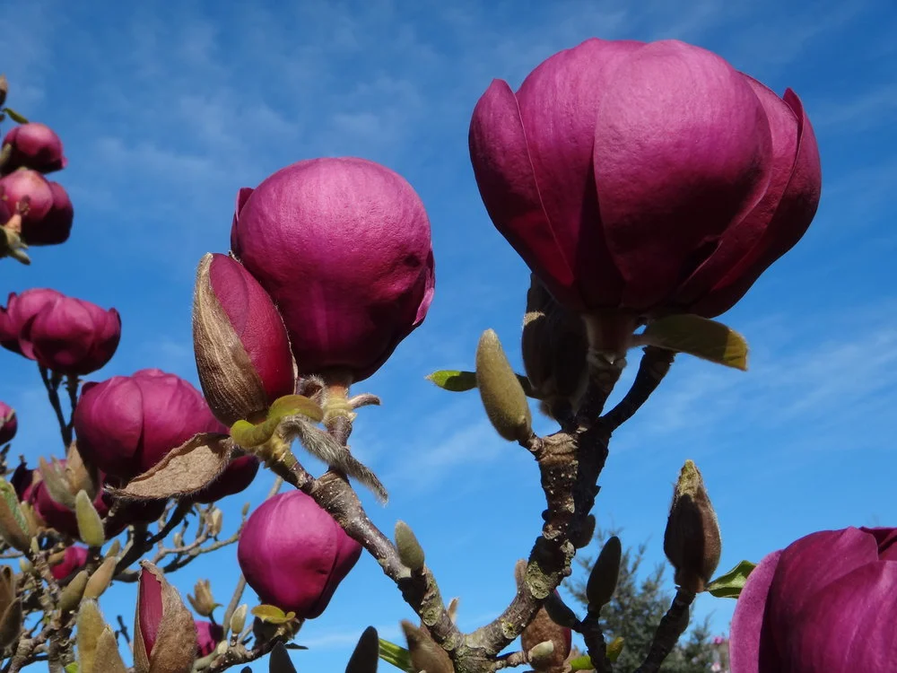 Magnolia Black Tulip