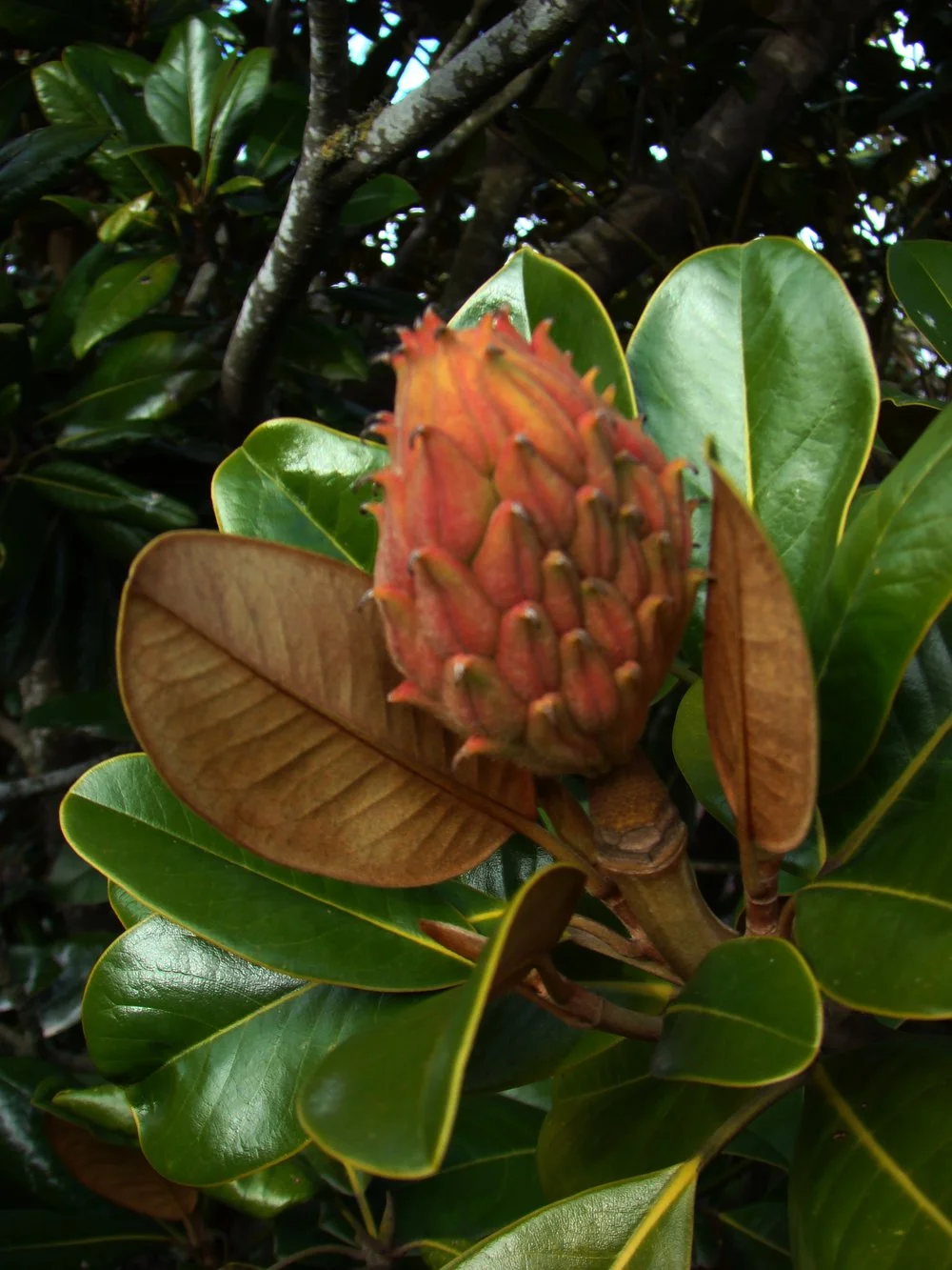 Magnolia grandiflora Ferruginea 2