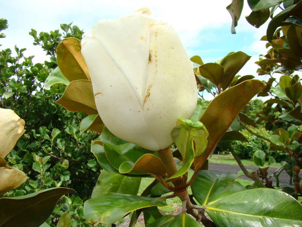 Magnolia grandiflora Goliath 2