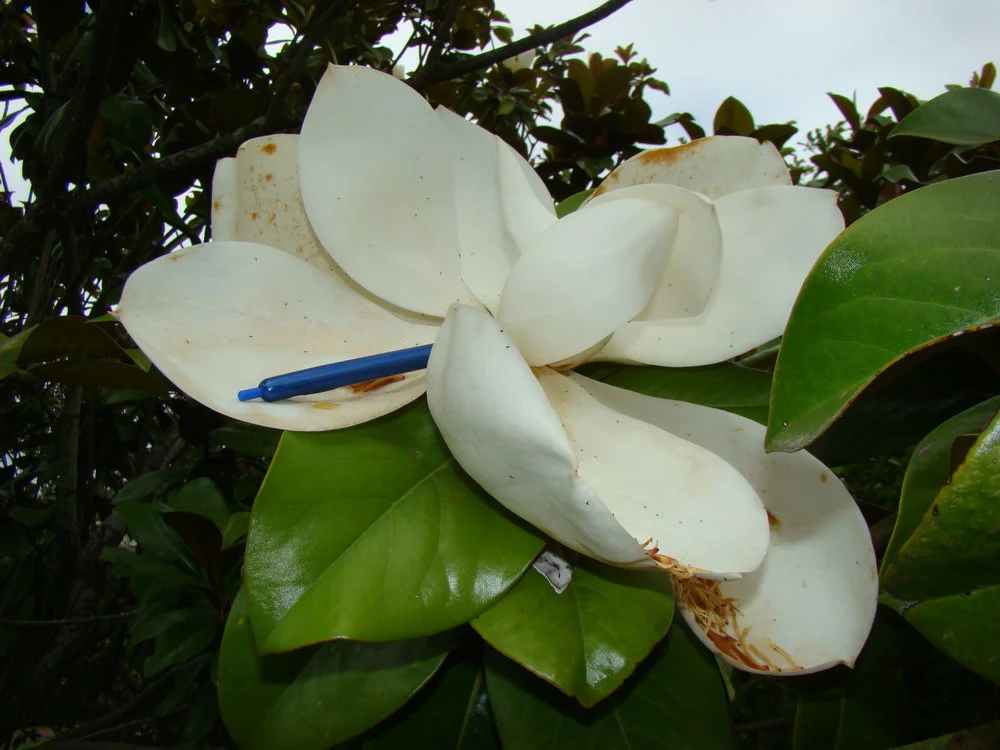 Magnolia grandiflora Samuel Sommer 1
