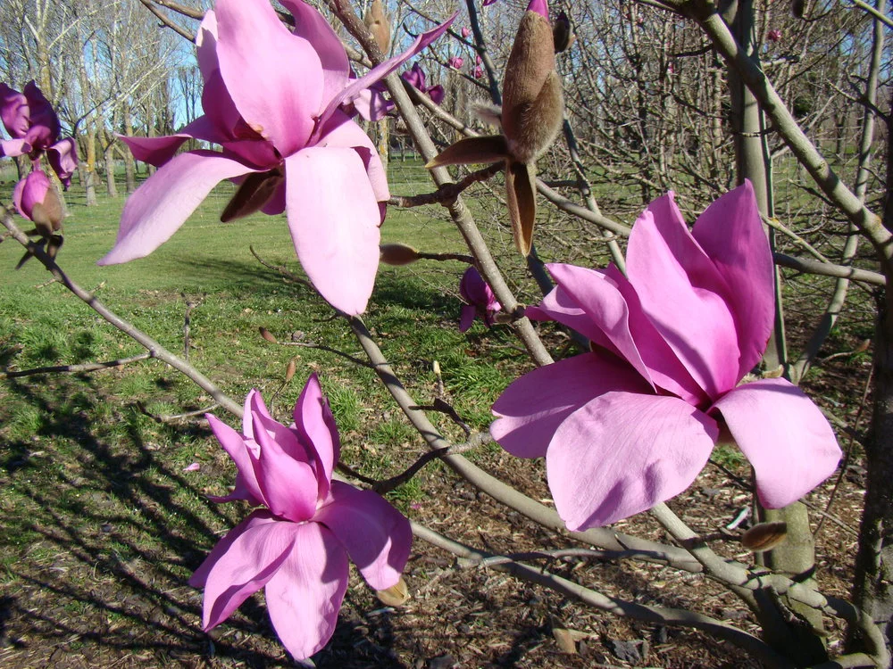Magnolia Ruth 2