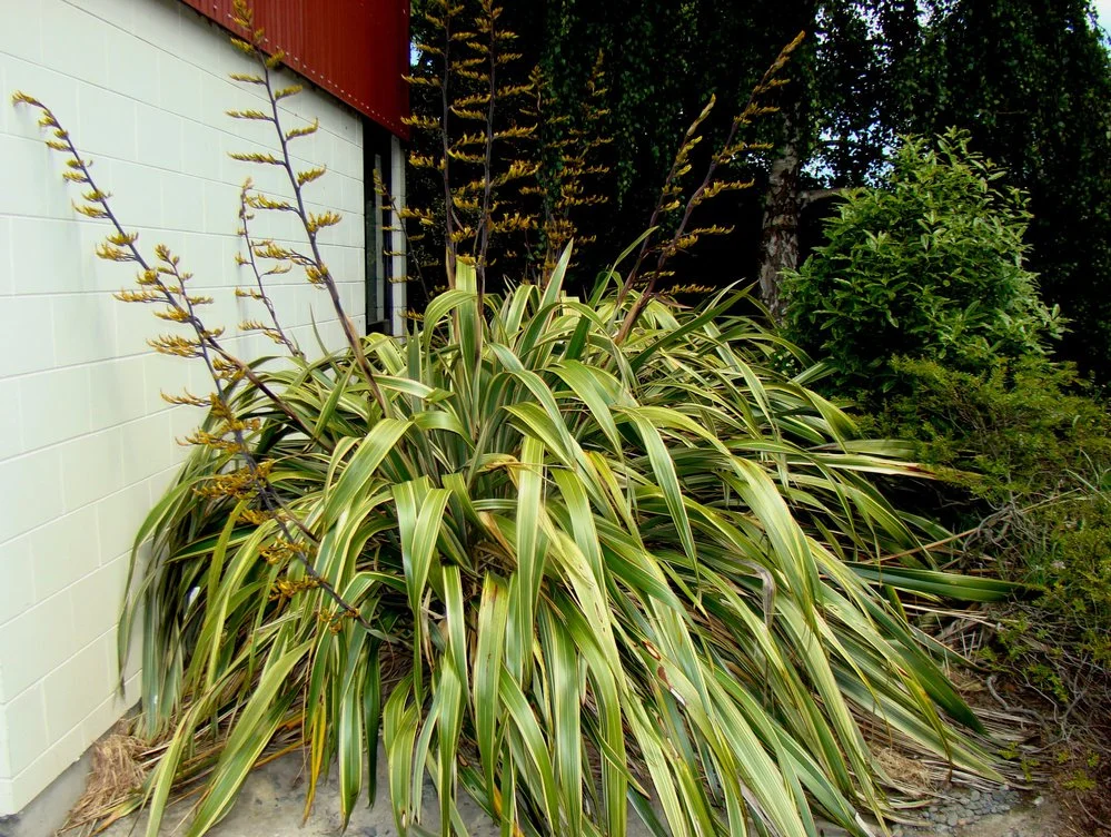 Phormium cookianum Tricolor