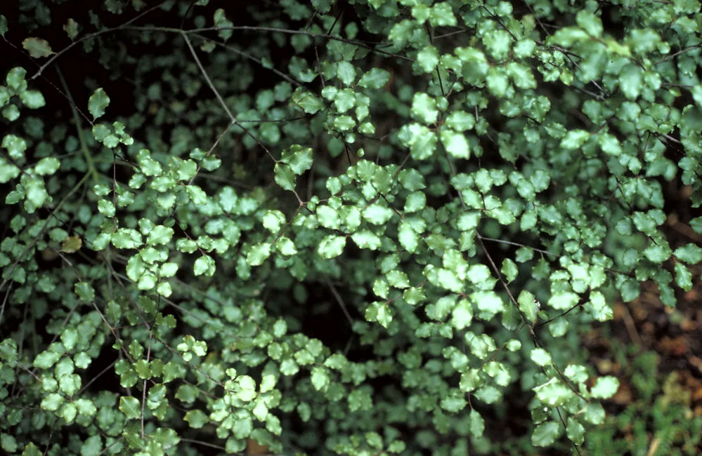 Pittosporum tenuifolium James Stirling