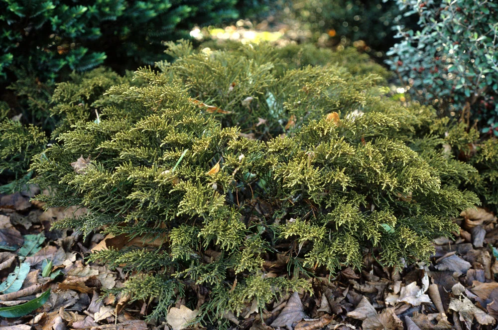 Hebe armstrongii Winter Gold 1