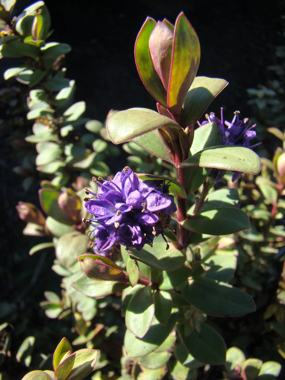 Hebe Autumn Glory 1