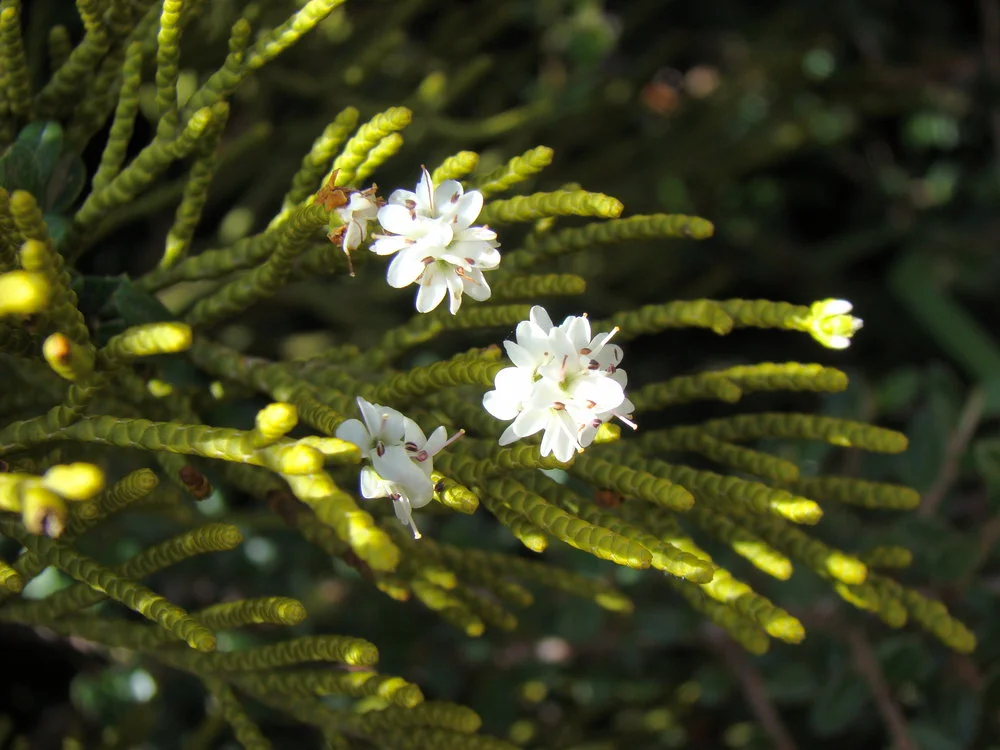 Hebe lycopodioides 2