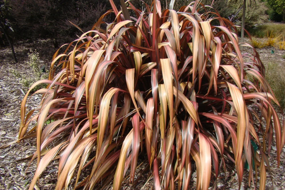 Phormium Pink Panther