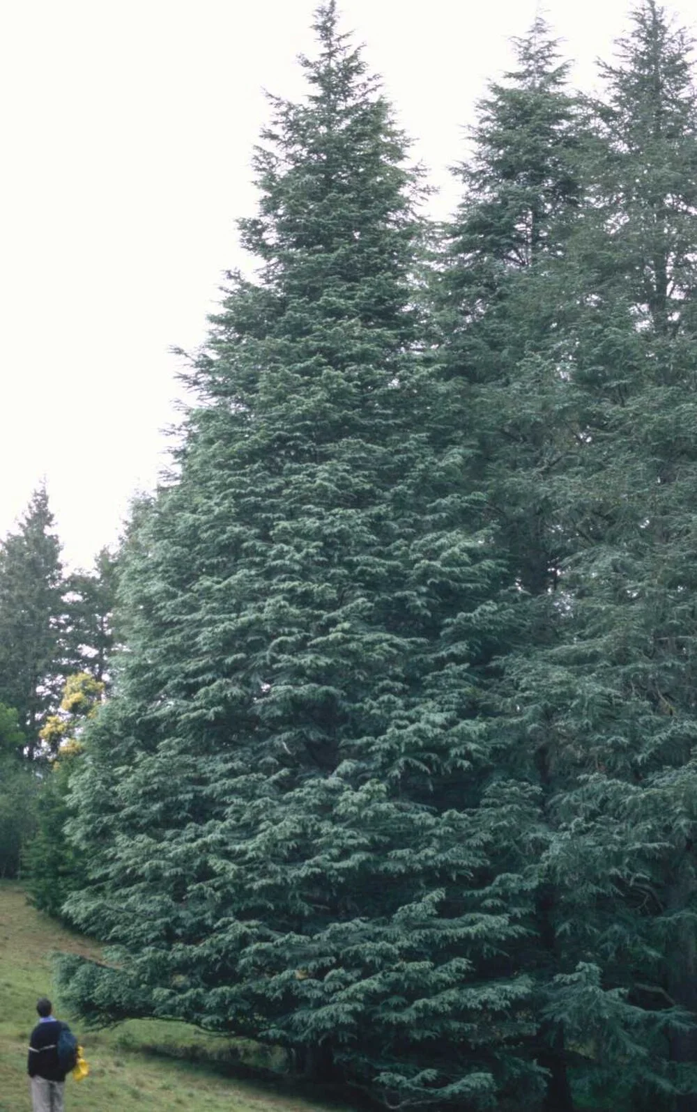 Cedrus atlantica Glauca