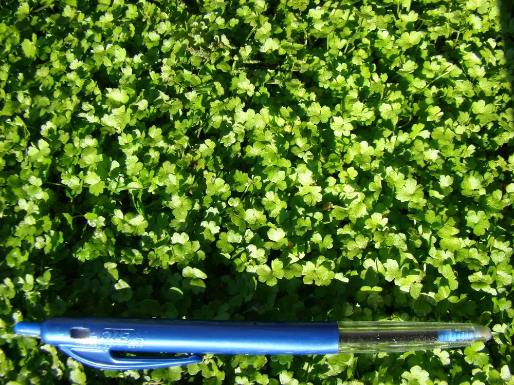 Hydrocotyle spp