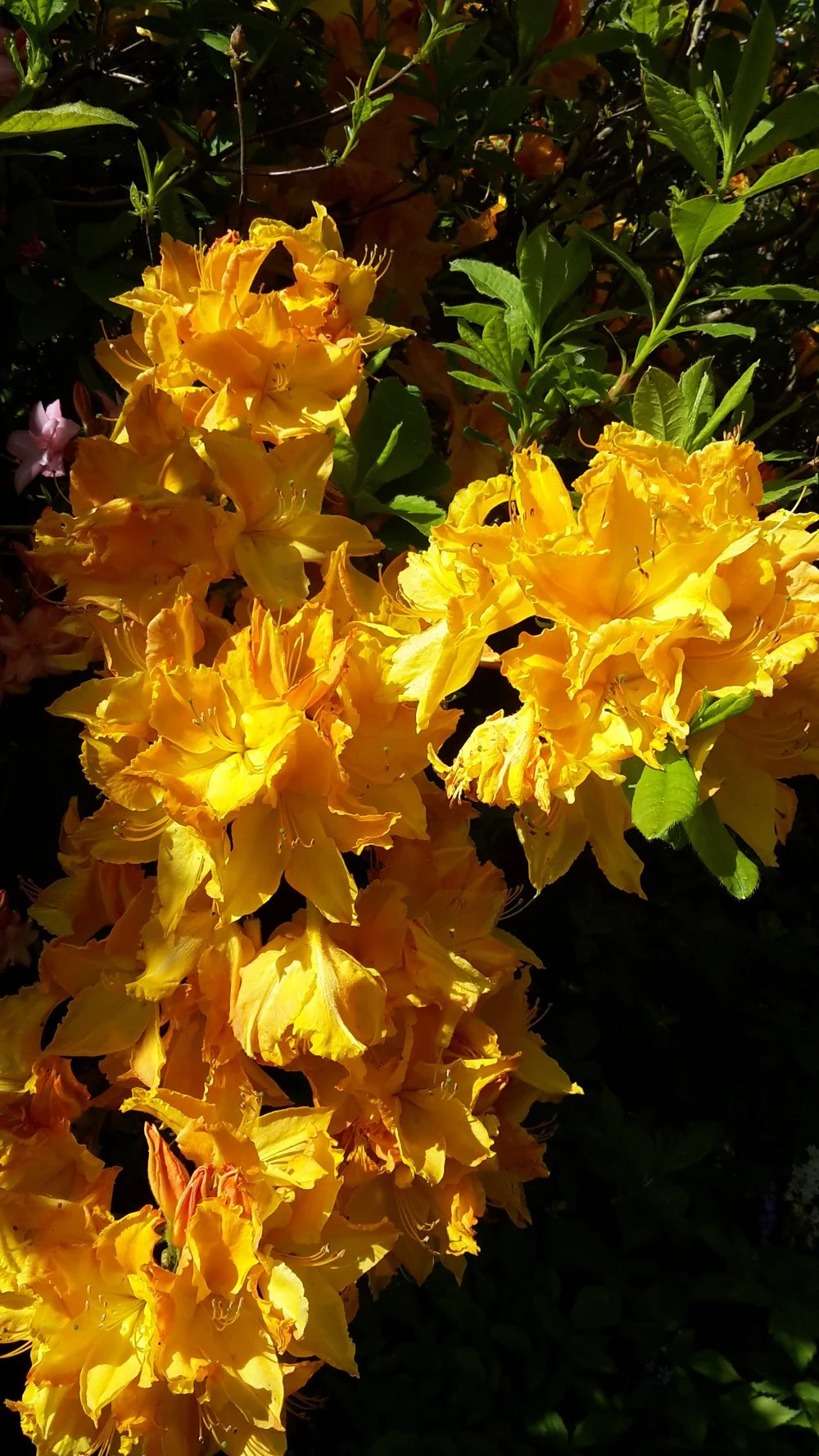 Maple Glen Gardens 36