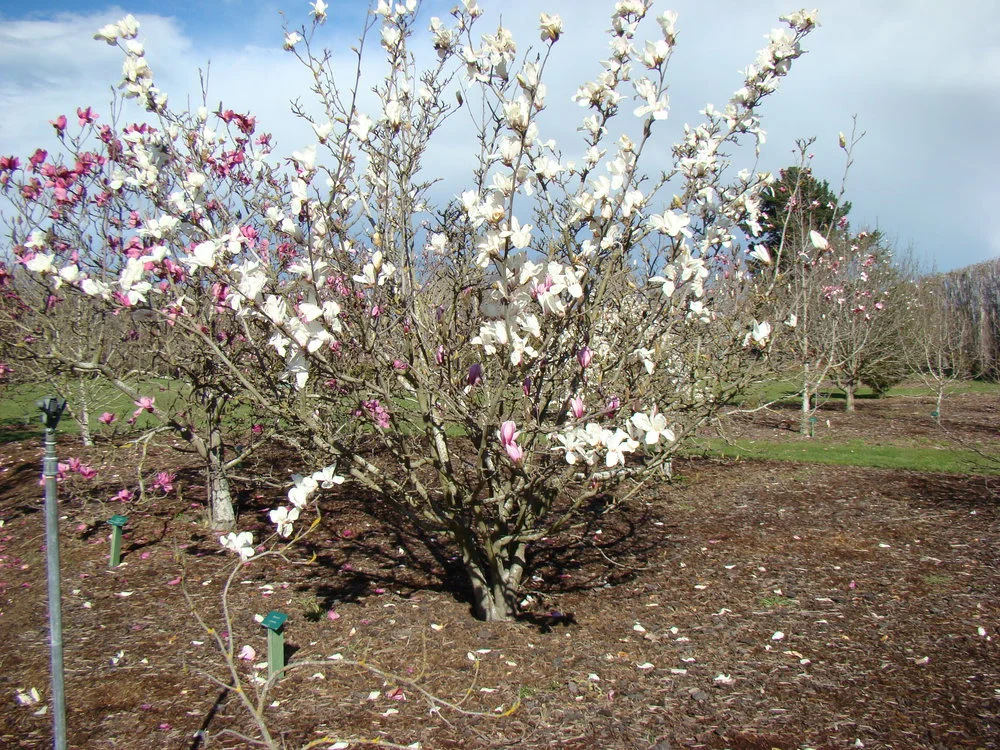 Magnolia cylindrica 1