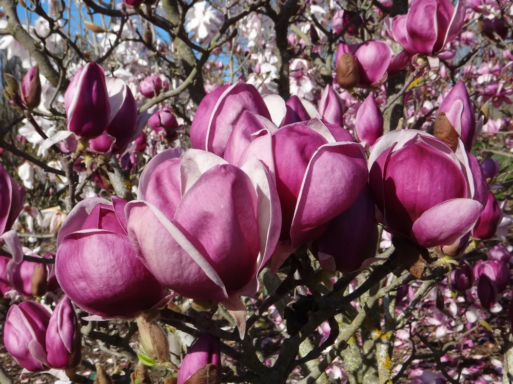 Magnolia Roslyn 2